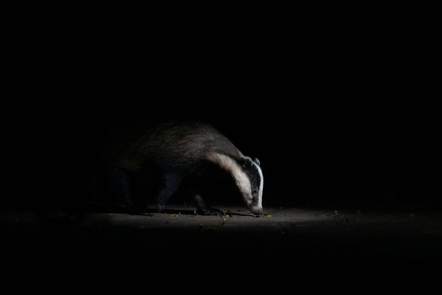 "Into The Spotlight" By Dani Clarke