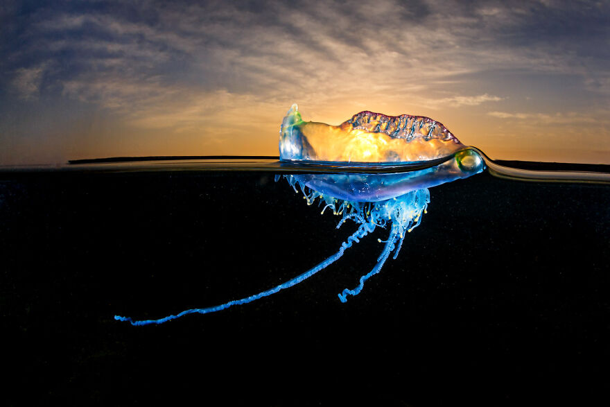 "Bluebottle Sunrise" By Grant Thomas