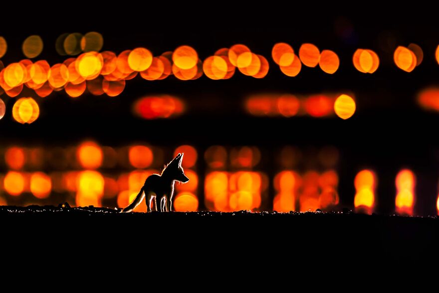 "The Fox Of Arabia" By Mohammad Murad