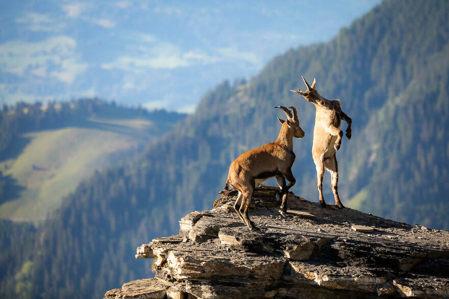 "Fight In The Mountains" By Raphael Schenker