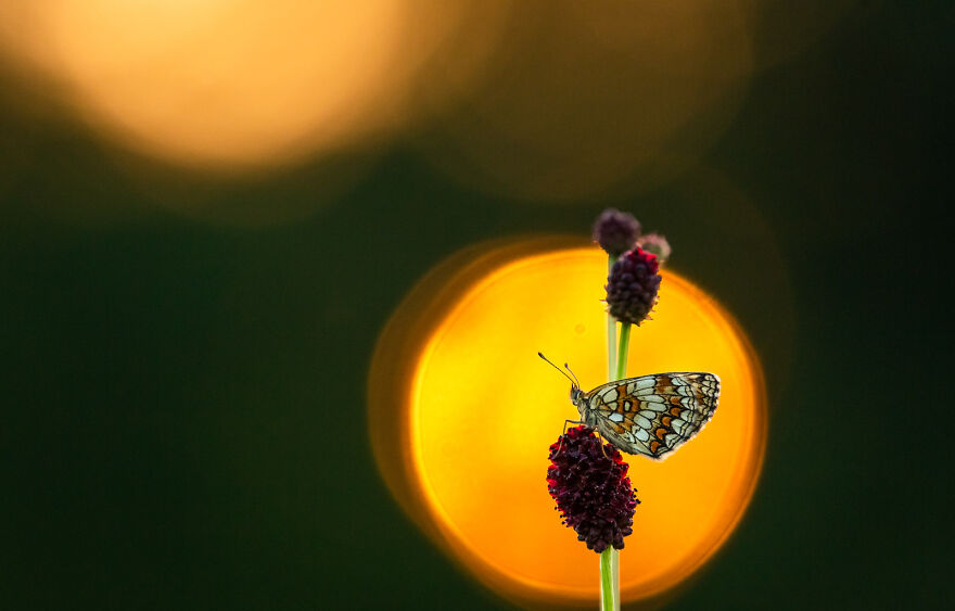 "Standing Out" By Gergő Kártyás