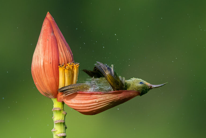 "Floral Bath Tub" By Mousam Ray