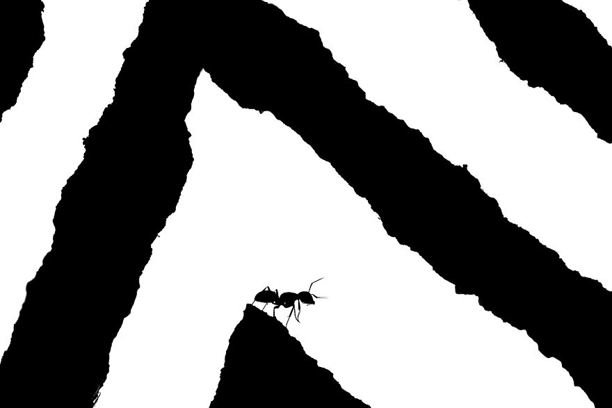 "Inception" By Fabien Dubessy