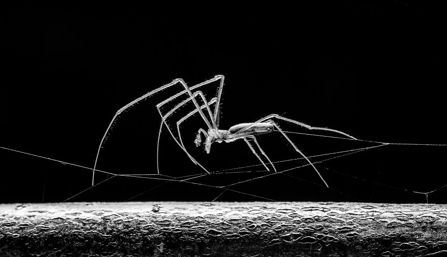 "The Weaver" By Ben Nicholson