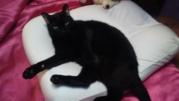 My Shelter Rescue, Got Her At A Dark Time In My Life. She Has One Tiny White Spot On Her Chest, So She Became My Light In The Darkness - Nova