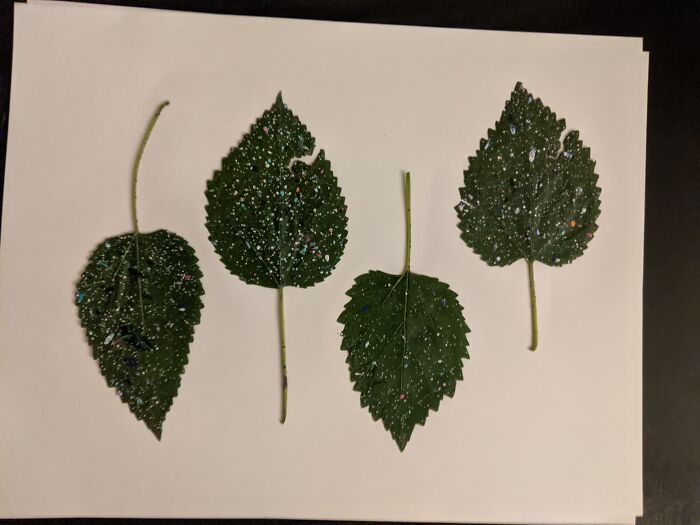 Did Some Painting Outside, And Splatter Happened So I Kept And Preserved These That Leaves.