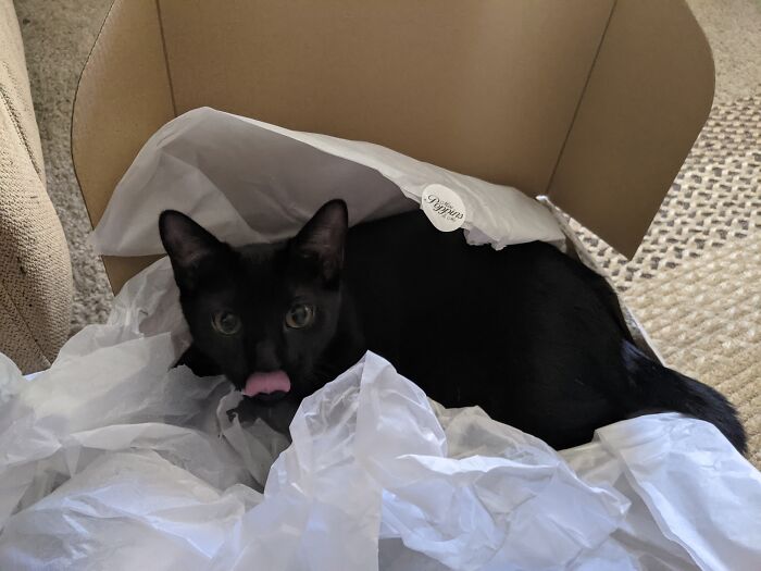 This Is Israfel Named After An Edgar Allan Poe Poem