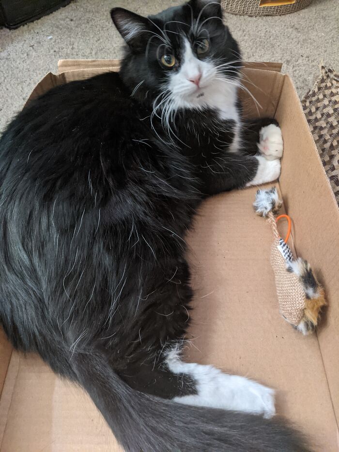 This Is Sir Horatio Vicount Fluffikins, He's Fancy.