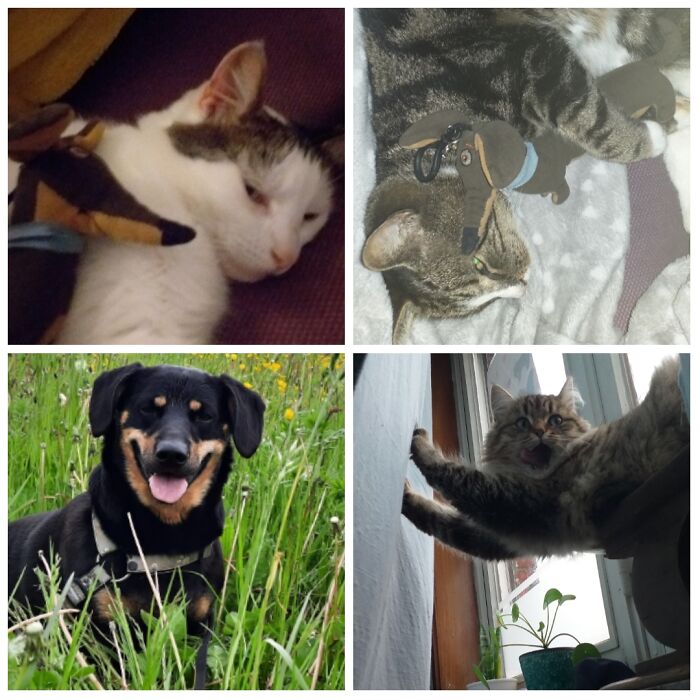 Also Have Another Cat And 7 Chickens