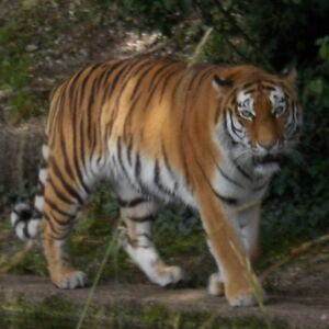 1998-mende-laura avatar