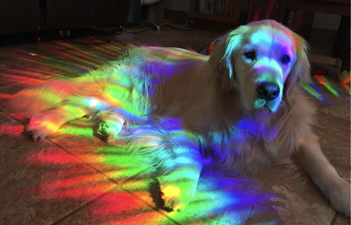 Mana Nui Means Great Power In Hawaiian, Because He Was Twice The Size Of His Siblings At Birth. After The Other Puppies Were Born, He Required An Emergency C-Section.