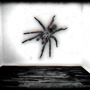 youarealldiseased666 avatar