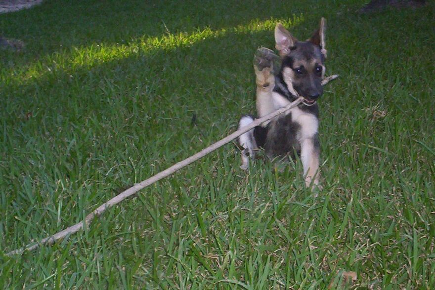 2 Month Old Saxon Von Helsing. He Loved Playing With His Collection Of Tree Bones, But Was Never Too Busy To Wave...