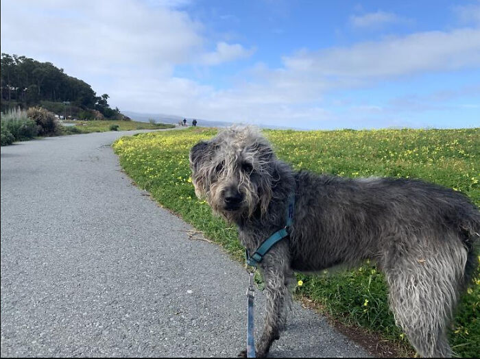 This Is My 4 Year Old Poodle Pitbull Mix Name Apollo, After The Apollo 11 Space Craft