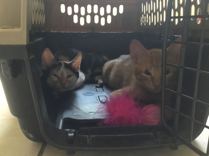 This Is Percy (Purr-Cy) And Heidi (Hide-Y) Since When We First Got Them The Ginger One, Percy, All He Wanted To Do Was Purr And The Other Calico One, Heidi, All She Did Was Hide!