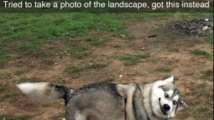 Derp That Barks At My Knee