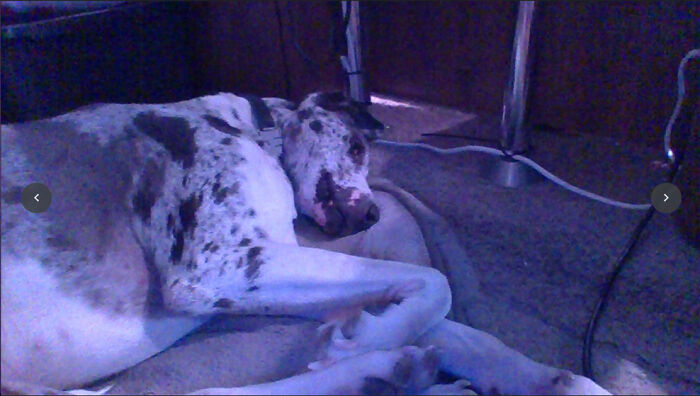 Duke The Great Dane. He Is The Cutest Evah!