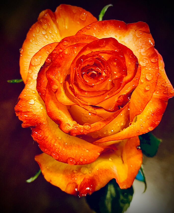 Photo I Took For My School's Photography Contest