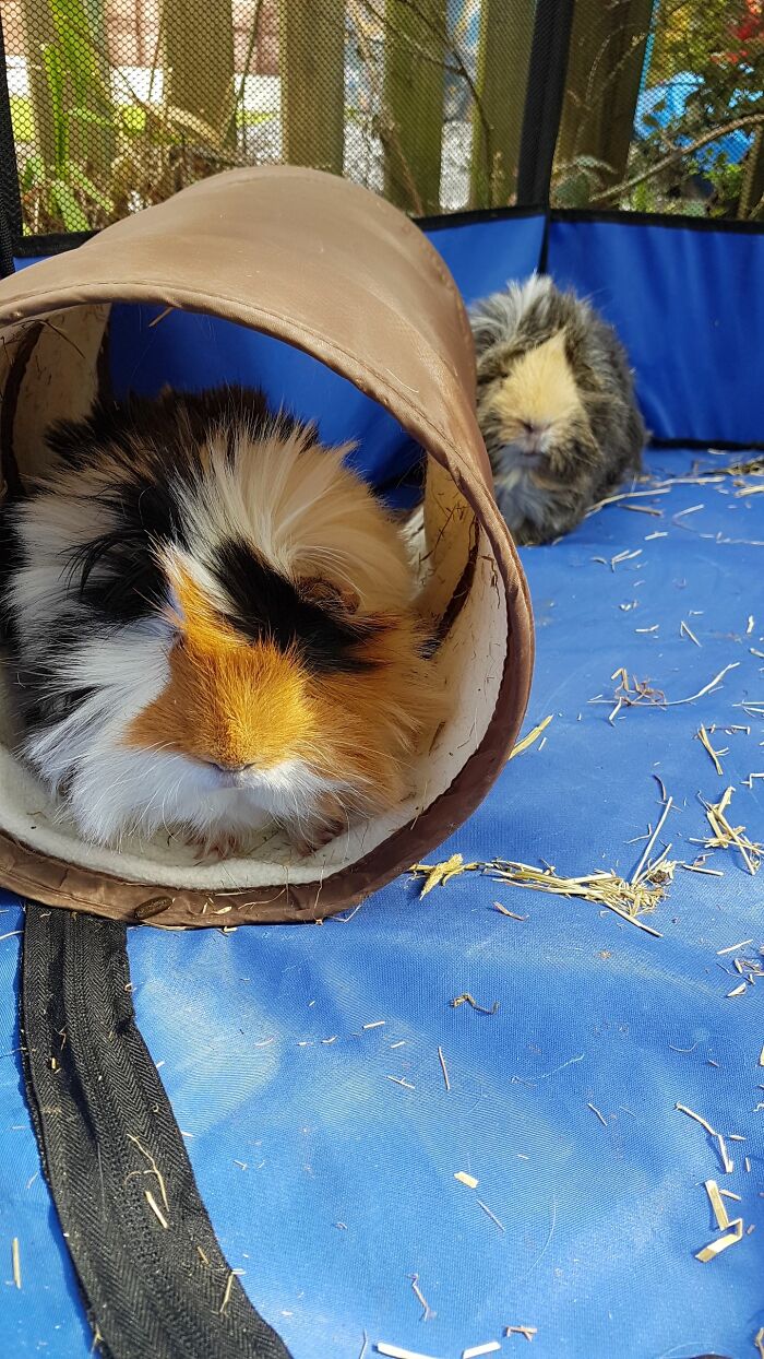 My Furbabies, Patches And Chewy