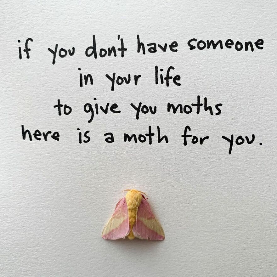 This Artist Makes Art With Dead Insects And 178,000 Instagram Followers Approve