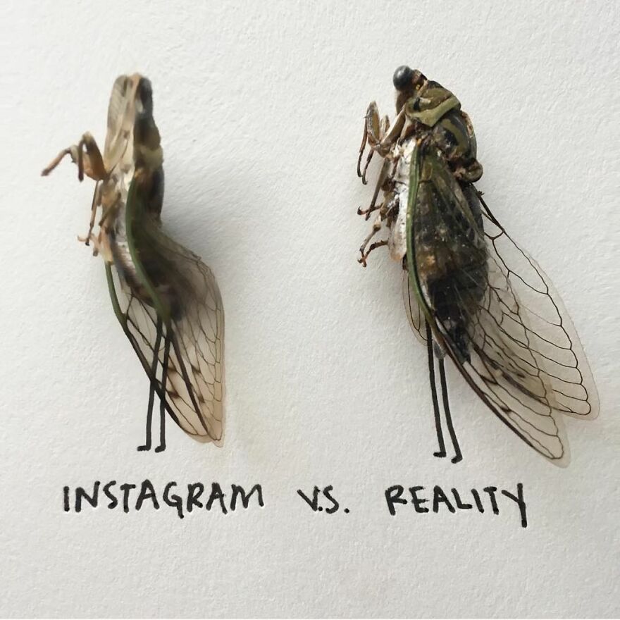 This Artist Makes Art With Dead Insects And 178,000 Instagram Followers Approve