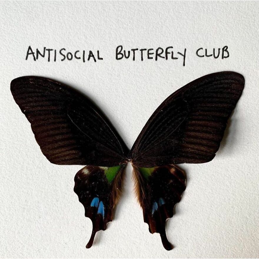 This Artist Makes Art With Dead Insects And 178,000 Instagram Followers Approve