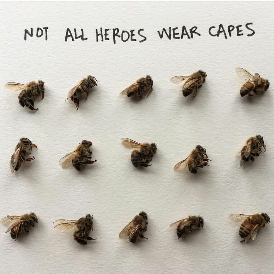 This Artist Makes Art With Dead Insects And 178,000 Instagram Followers Approve