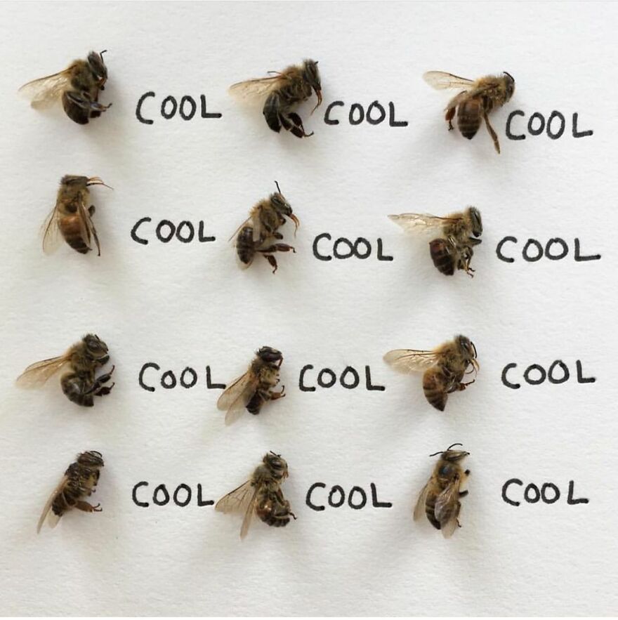 This Artist Makes Art With Dead Insects And 178,000 Instagram Followers Approve