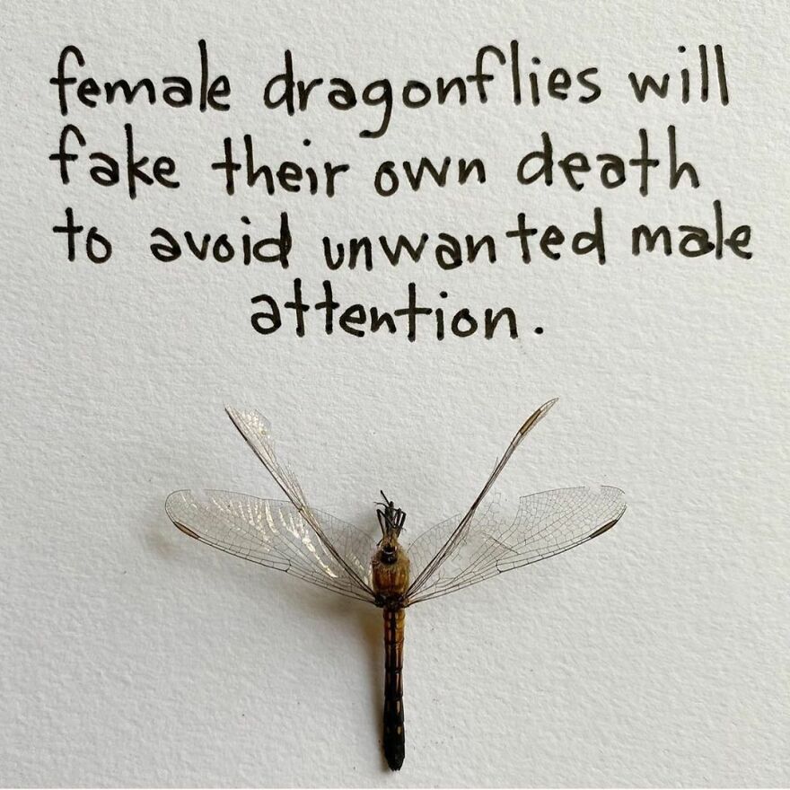 This Artist Makes Art With Dead Insects And 178,000 Instagram Followers Approve