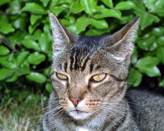 Tibert Named After The Cat In The Medieval French Tale Of Renart