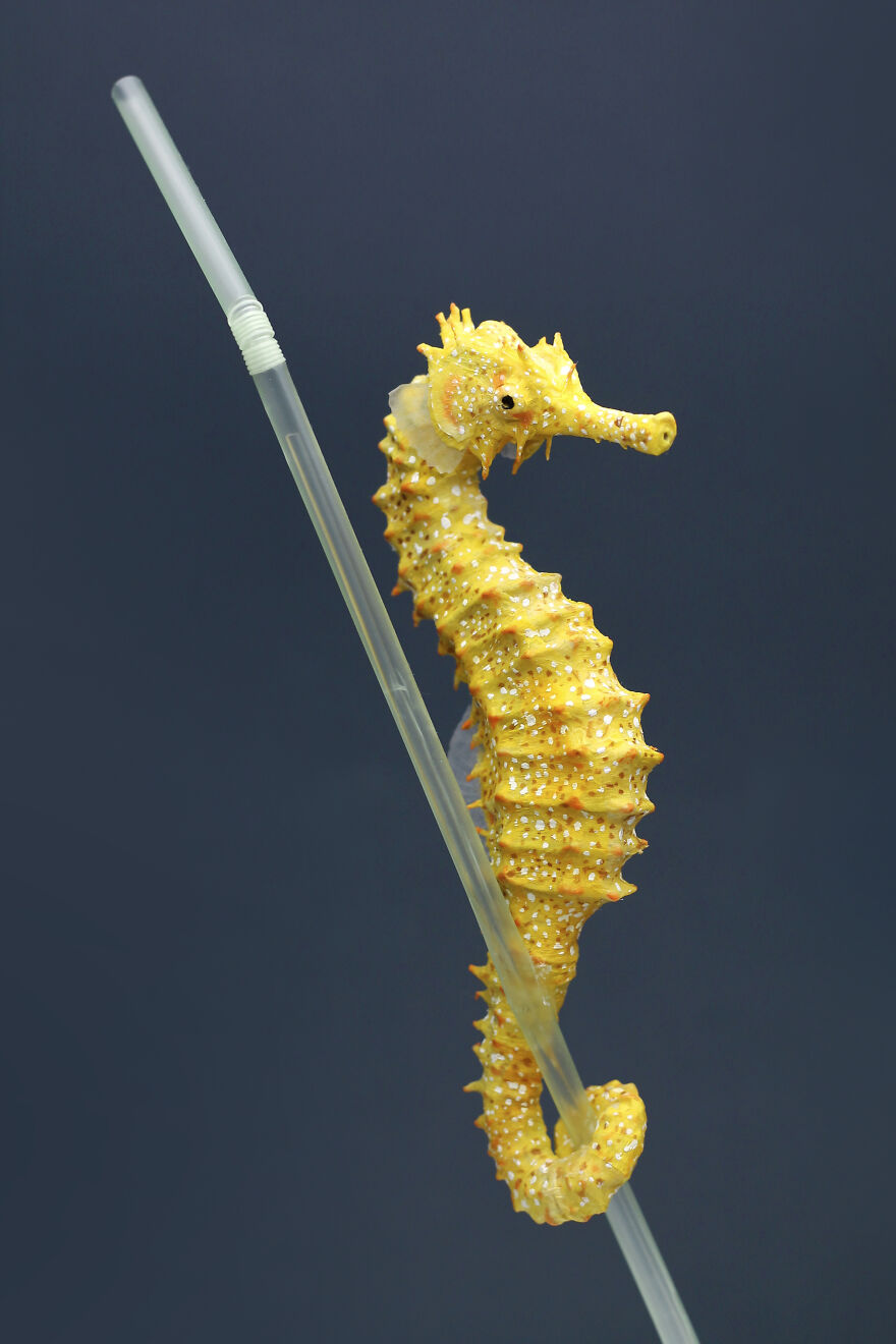 I've Created These Animal Sculptures To Show The Consequences Of Ocean Pollution I've Created These Animal Sculptures To Show The Consequences Of Ocean Pollution