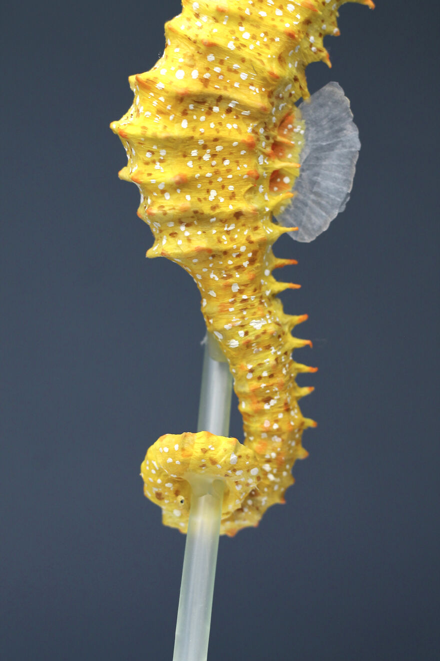 I've Created These Animal Sculptures To Show The Consequences Of Ocean Pollution I've Created These Animal Sculptures To Show The Consequences Of Ocean Pollution