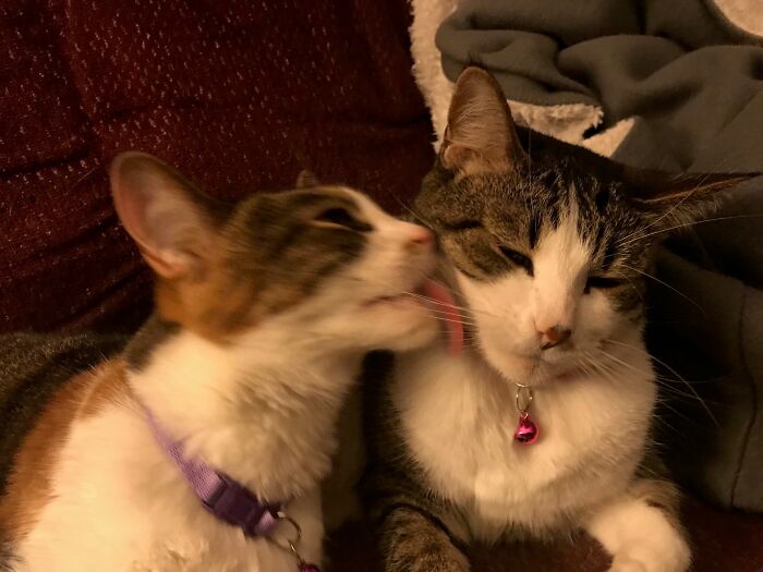 Frankie & Sammy Are Sisters Named After Frank Sinatra And Sammy Davis Jr. - 2 Members Of The Rat Pack!