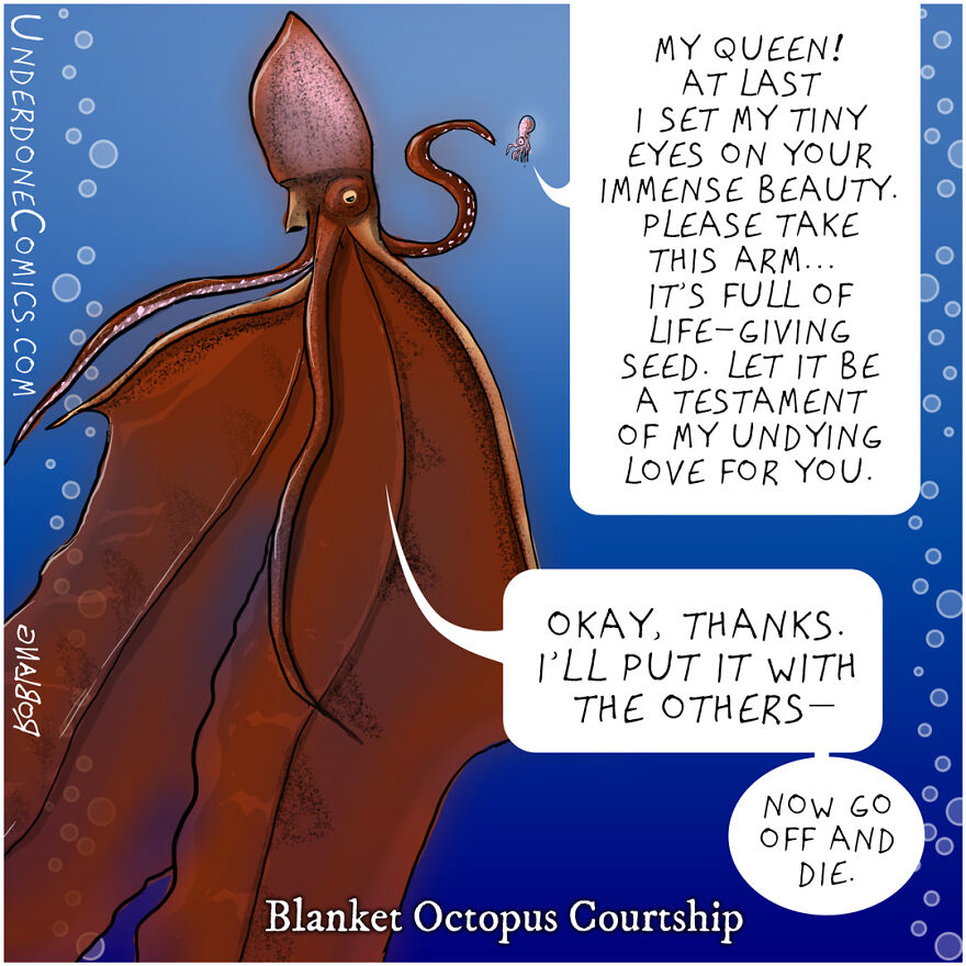 Blanket Octopuses Really Want To Be Good Fathers