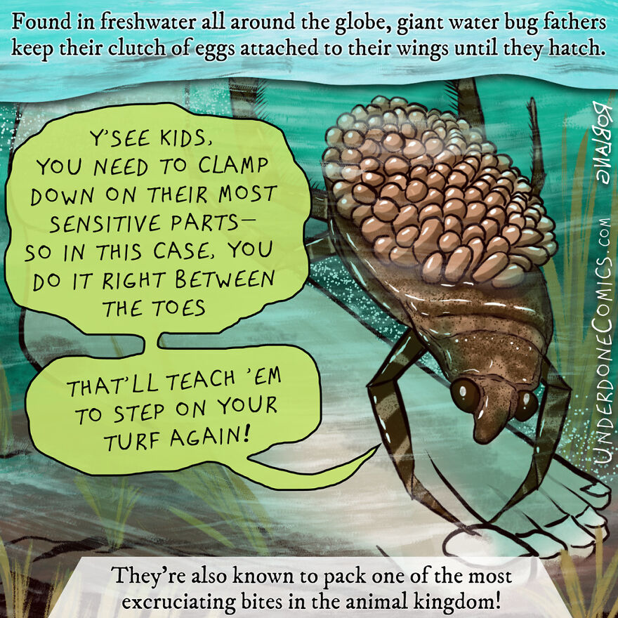 Where Could Eggs Be Safer Than On The Back Of A Water Bug Dad?