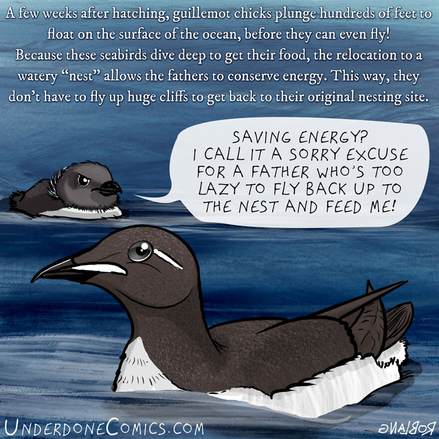 Guillemot Chicks Are Brats
