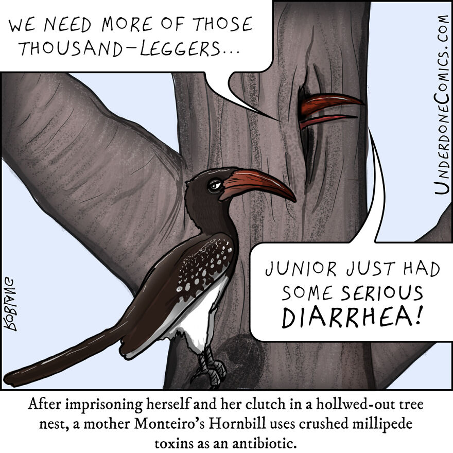 Monteiro's Hornbill Dads Do All The Work Outside The Tree