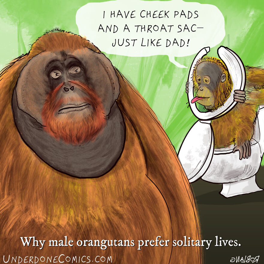 Well At Least Orangutan Moms Like The Look