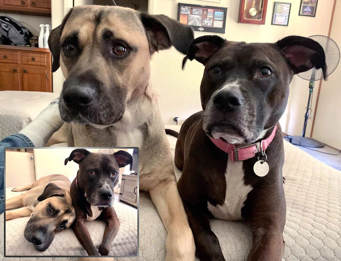 Rocco (Black Mouth Cur) Is Named After The Boondock Saints Character. Remi (Pit Bull) Short For Remington. When Choosing A Pup, Her Mom (Fresh From A Bath) Dropped Her Remington Rifle Collar Into My Lap (On Top Of Pup), So I Would Put It On Her.