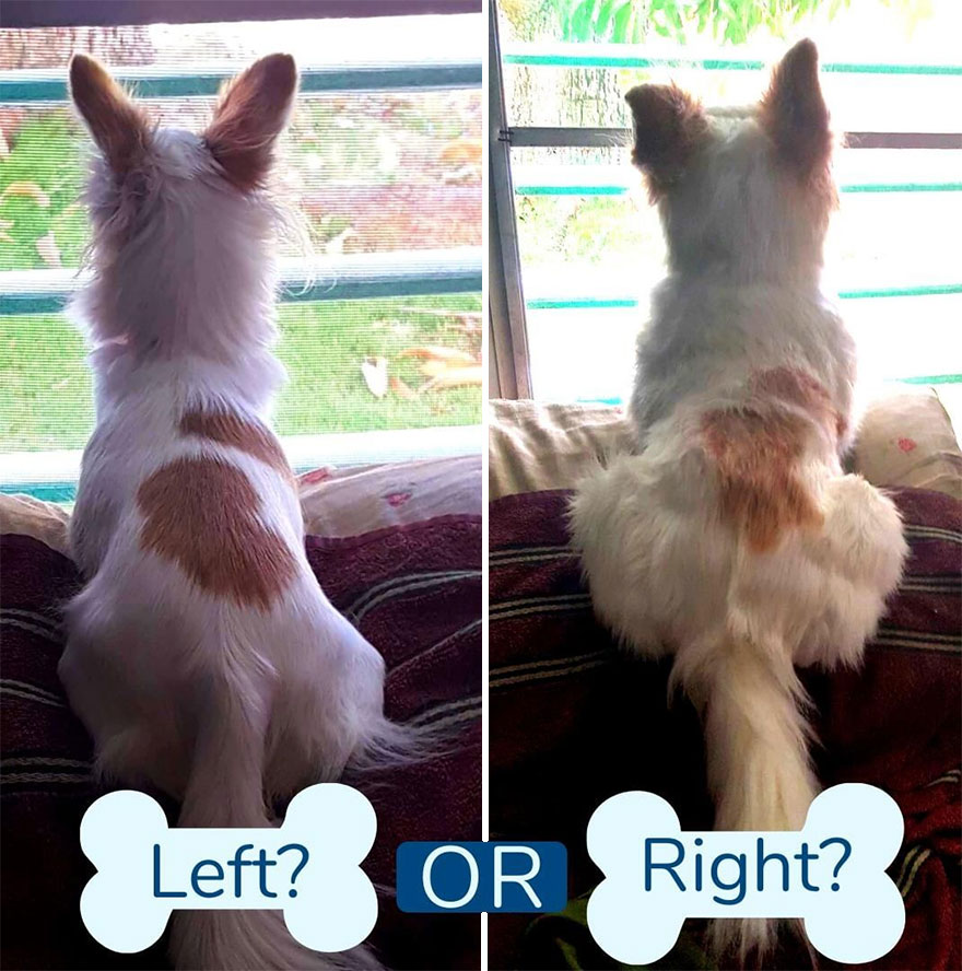 You Can Now Have A Plush Copy Of Your Pet