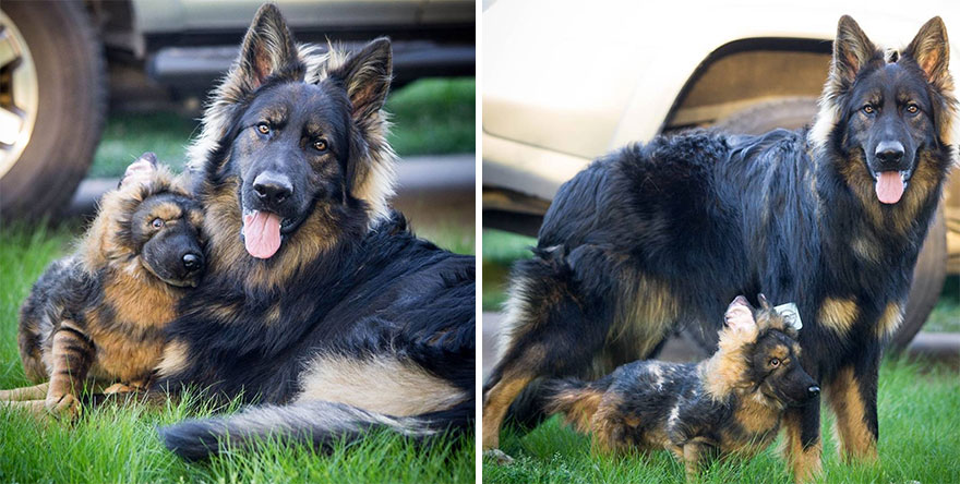 You Can Now Have A Plush Copy Of Your Pet