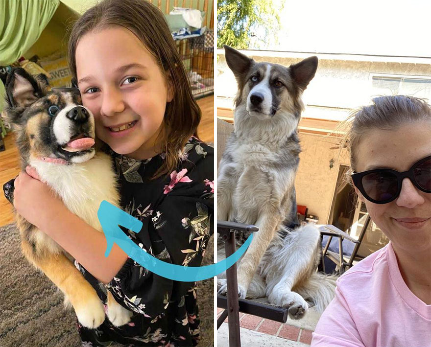 You Can Now Have A Plush Copy Of Your Pet