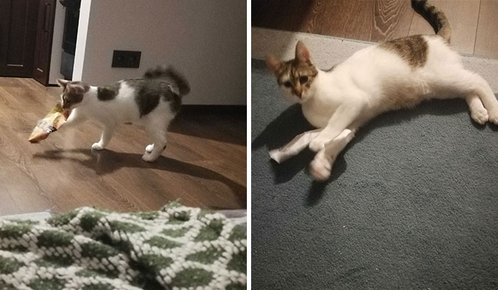 He Has Actual Toys But Loves Anything Left Unattended He Can Steal. Here You Can See An Ice Cream Packaging And A Receipt