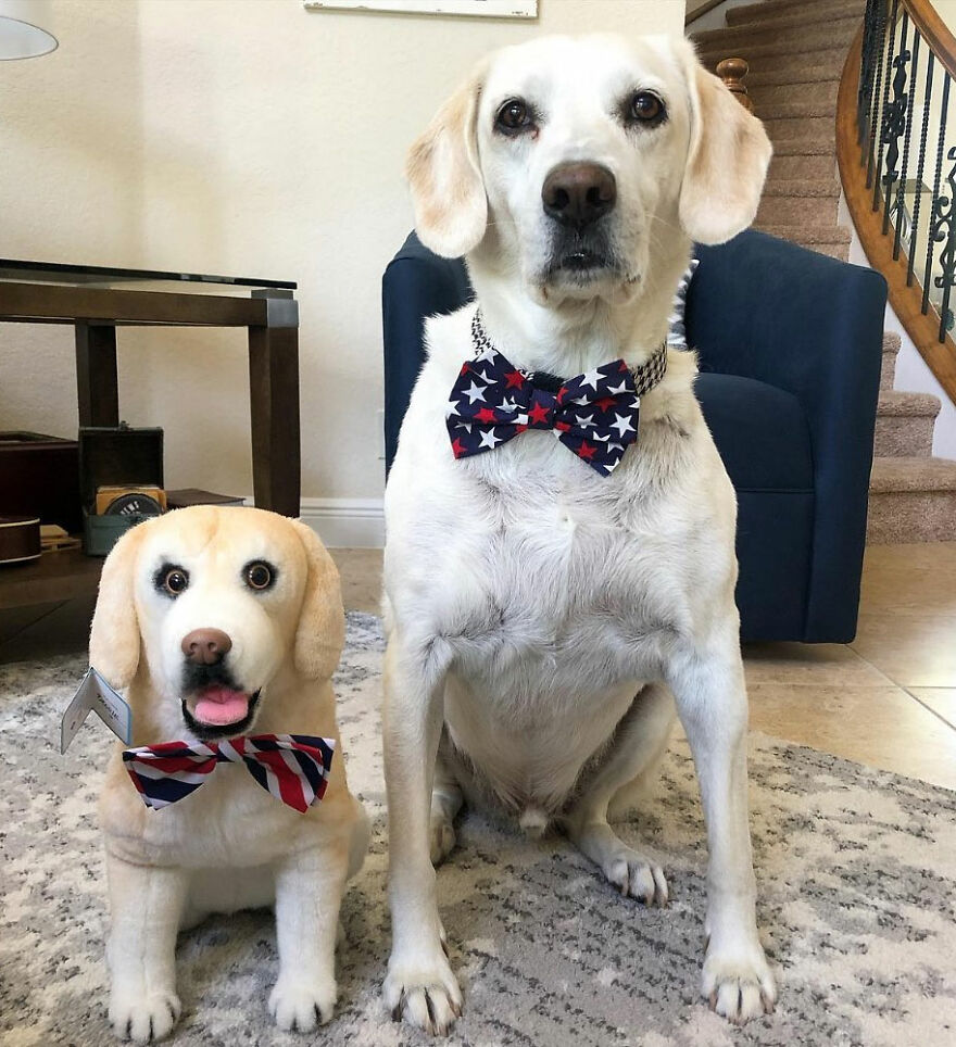 You Can Now Have A Plush Copy Of Your Pet