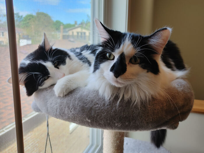 Scarecrow (Right) Was Named After His Nose, Which Reminds Me A Bit Of A Scarecrow. Mia (Right) Was Named Because My Little Sister (5 Yo) Had The Need To Call Her That. (I Don't Know Why.)