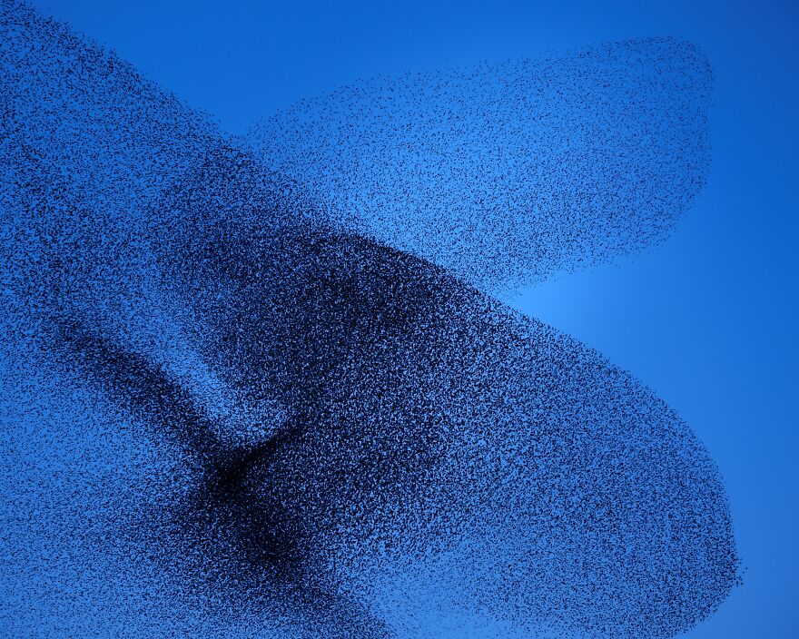 Murmurations