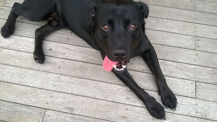 "Monty"- After Field Marshal Bernard Montgomery 1887-1976 (Montgomery Is His Registered Name)