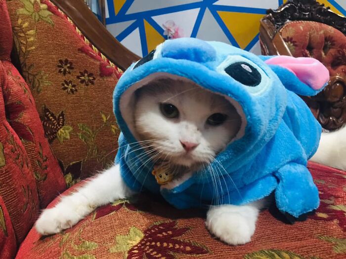 Woman Saved A Wounded Kitten From The Streets And Gave Her A Loving Home Woman Saved A Wounded Kitten From The Streets And Gave Her A Loving Home