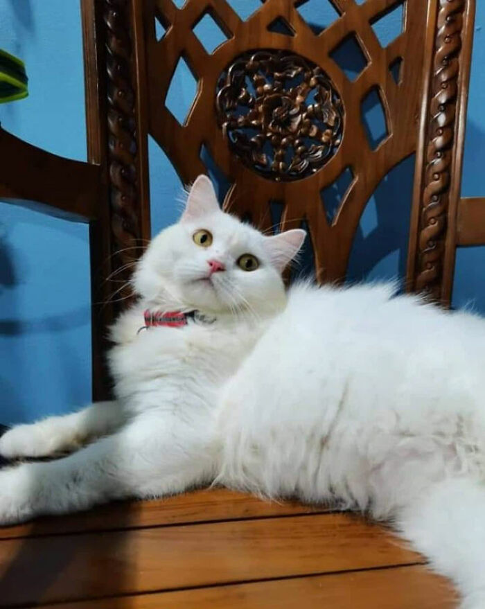 Woman Saved A Wounded Kitten From The Streets And Gave Her A Loving Home Woman Saved A Wounded Kitten From The Streets And Gave Her A Loving Home