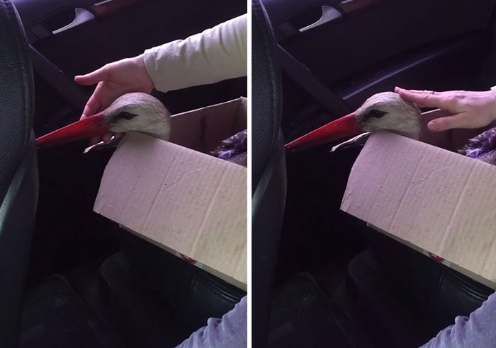 After Damaging His Wing, This Stork Will Never Fly Again, But He Enjoys A Wholesome Life With A Woman Who Rescued Him After Damaging His Wing, This Stork Will Never Fly Again, But He Enjoys A Wholesome Life With A Woman Who Rescued Him